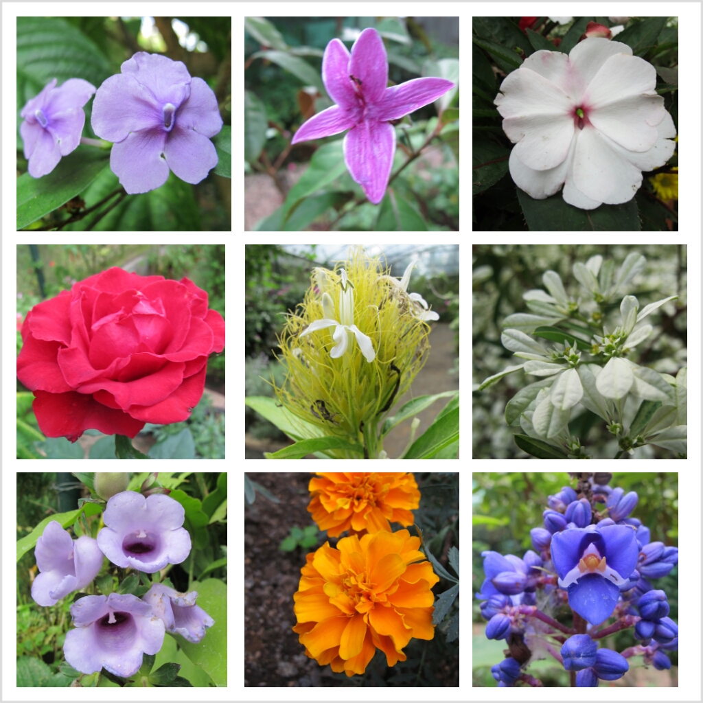 PhotoGrid_1358942263823 (2)