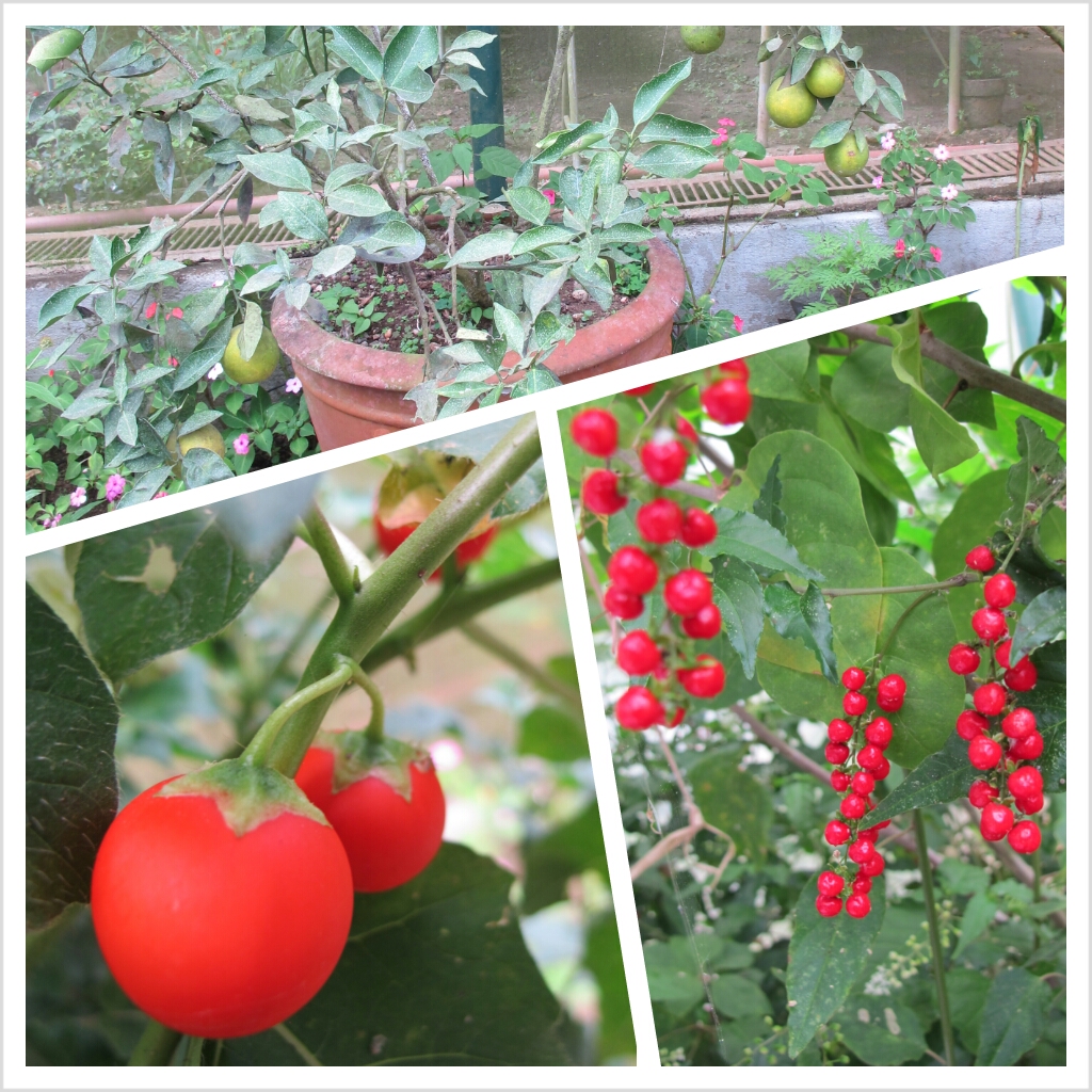 PhotoGrid_1358945499815