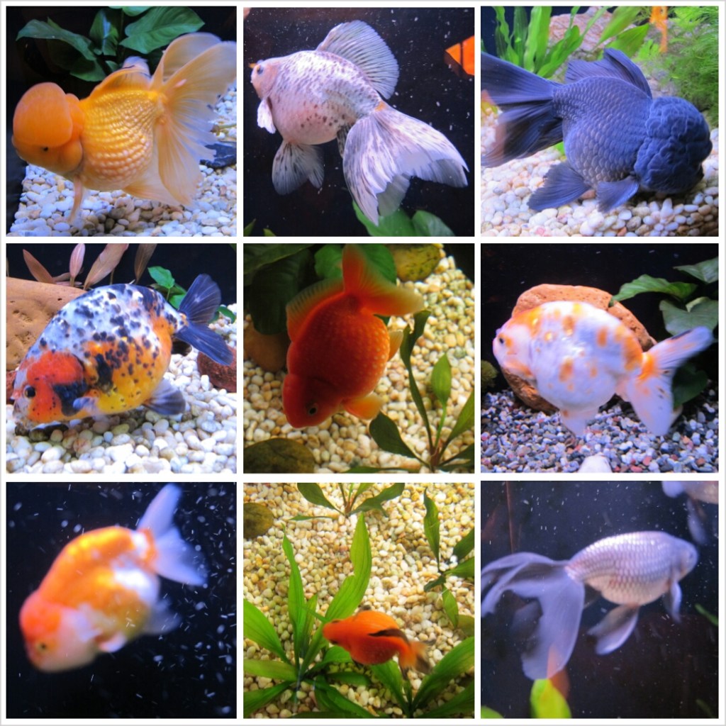 PhotoGrid_1381093968562