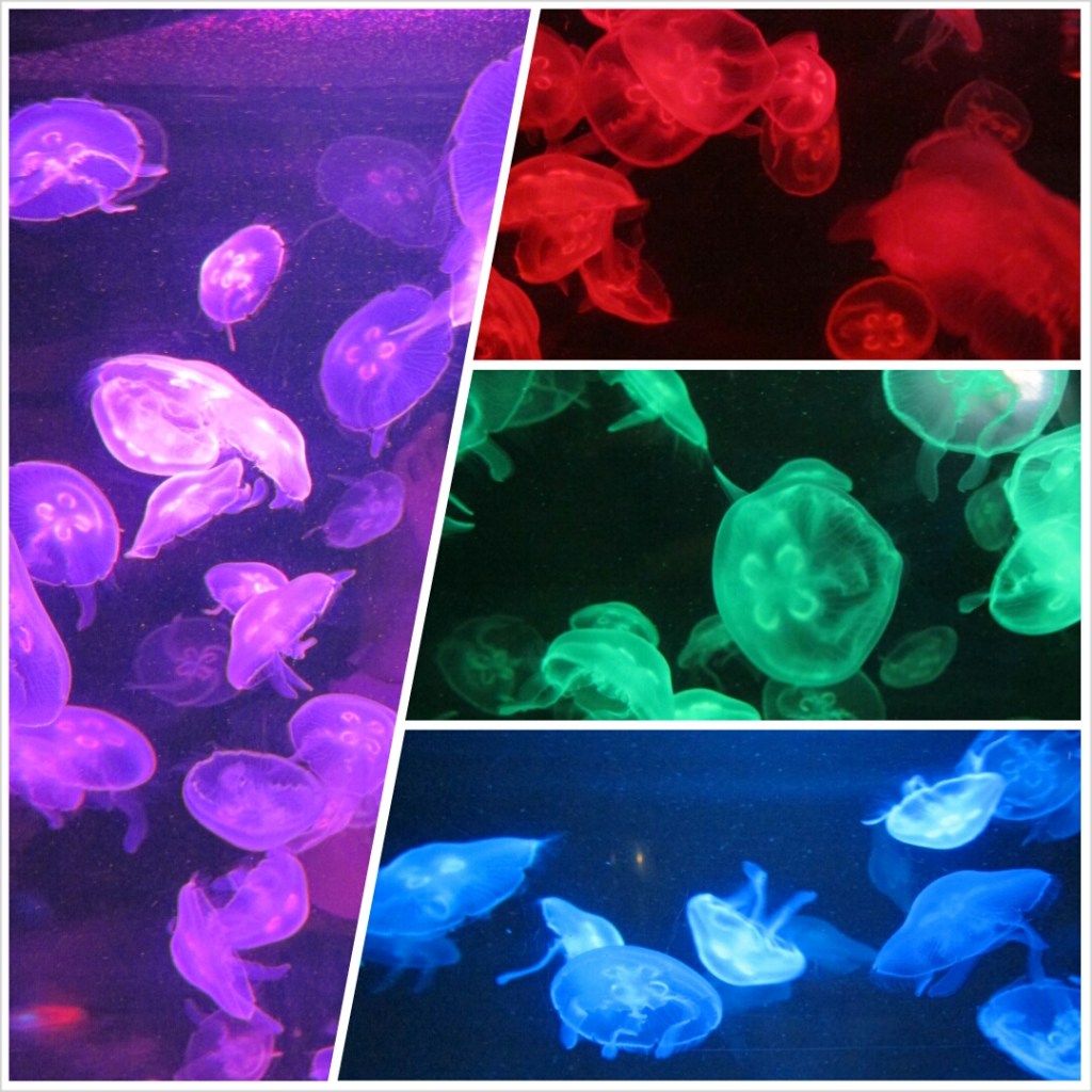 PhotoGrid_1381098452425