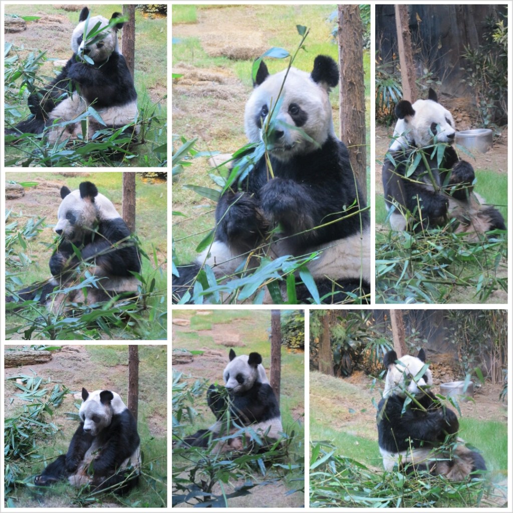 PhotoGrid_1381099530750