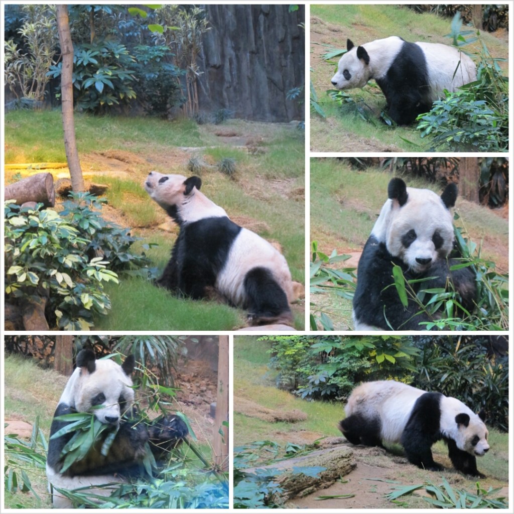 PhotoGrid_1381099738215