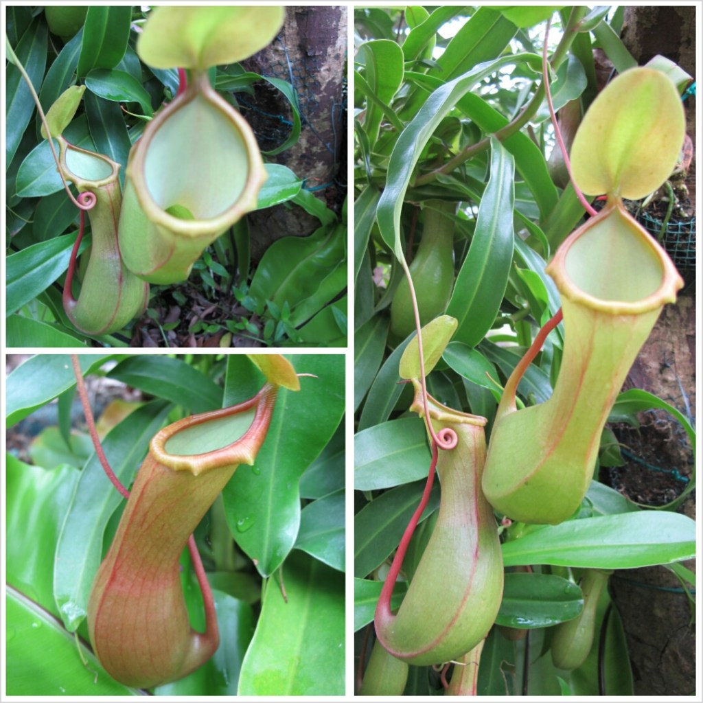 PhotoGrid_1381318671355