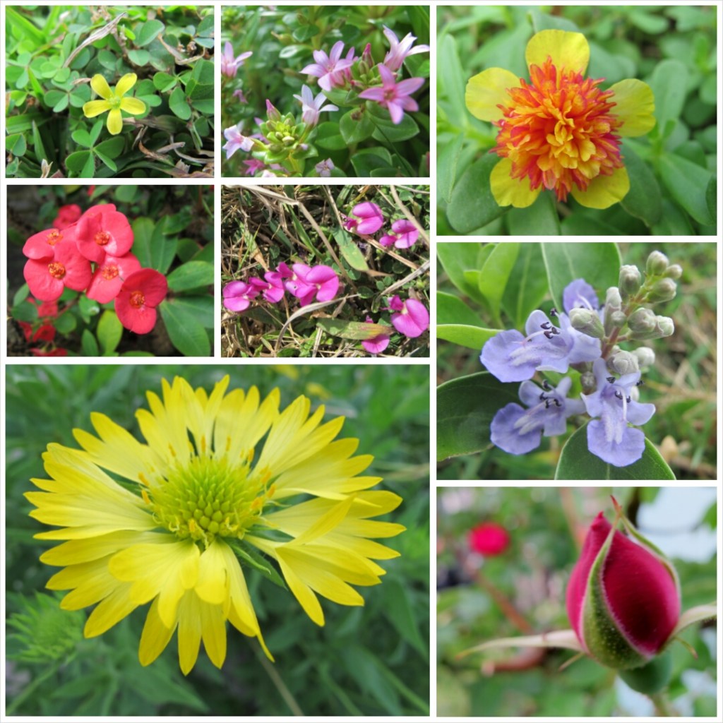 PhotoGrid_1389494085278