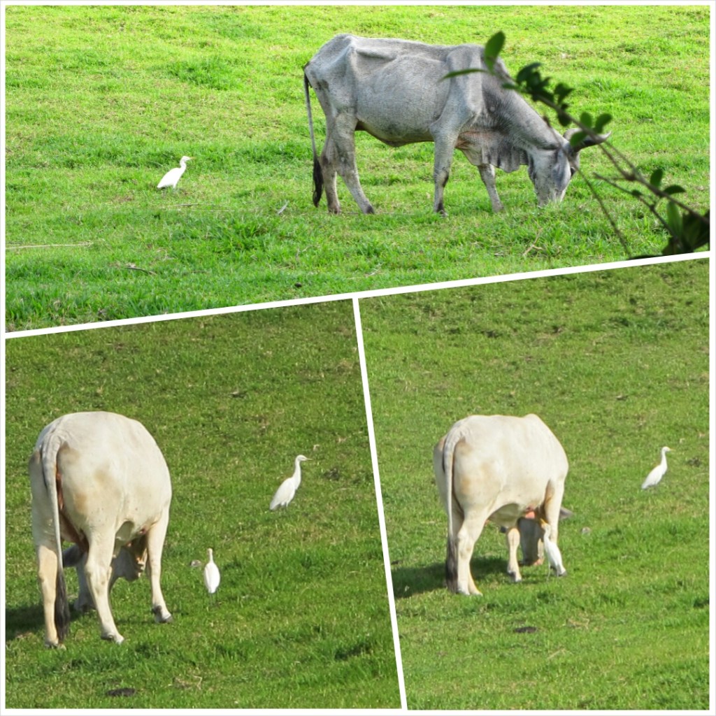 PhotoGrid_1395664426093