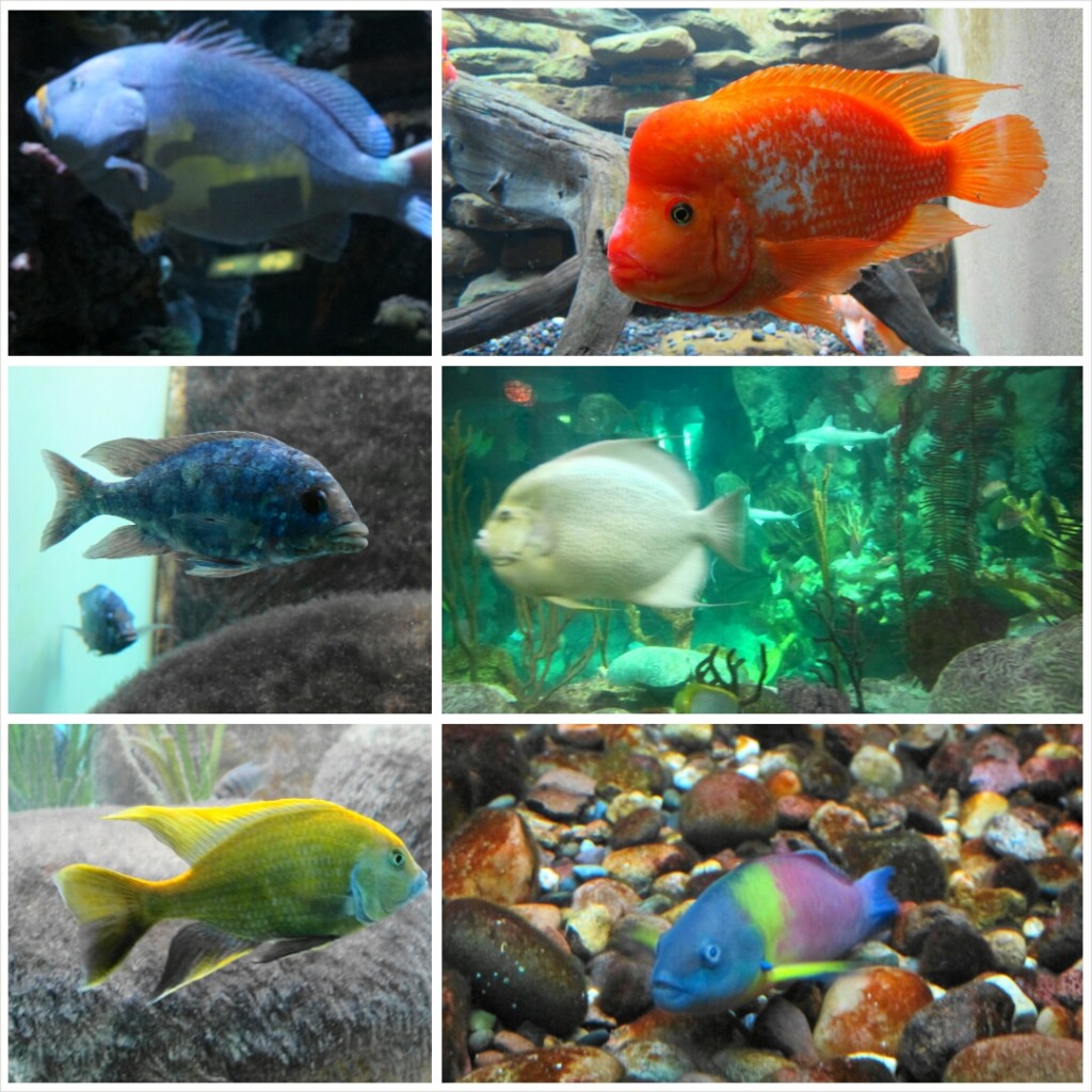 PhotoGrid_1398602006446