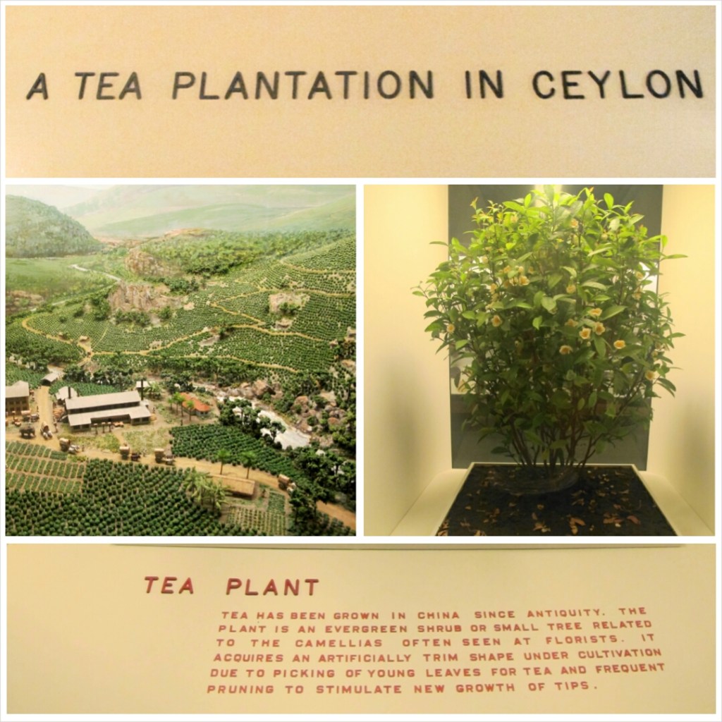 PhotoGrid_1399410292675