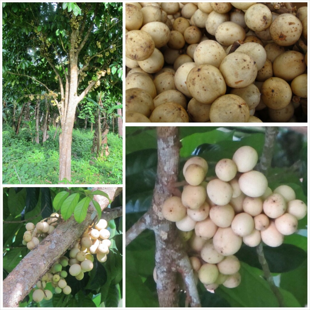 PhotoGrid_1406622690870