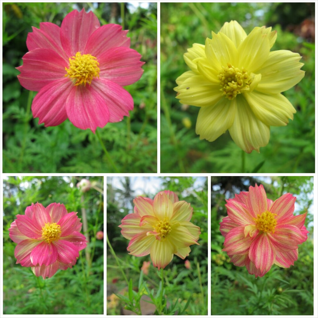 PhotoGrid_1409650678841