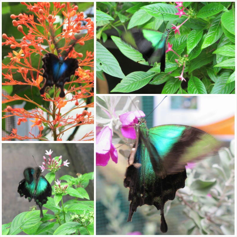 PhotoGrid_1416917898376