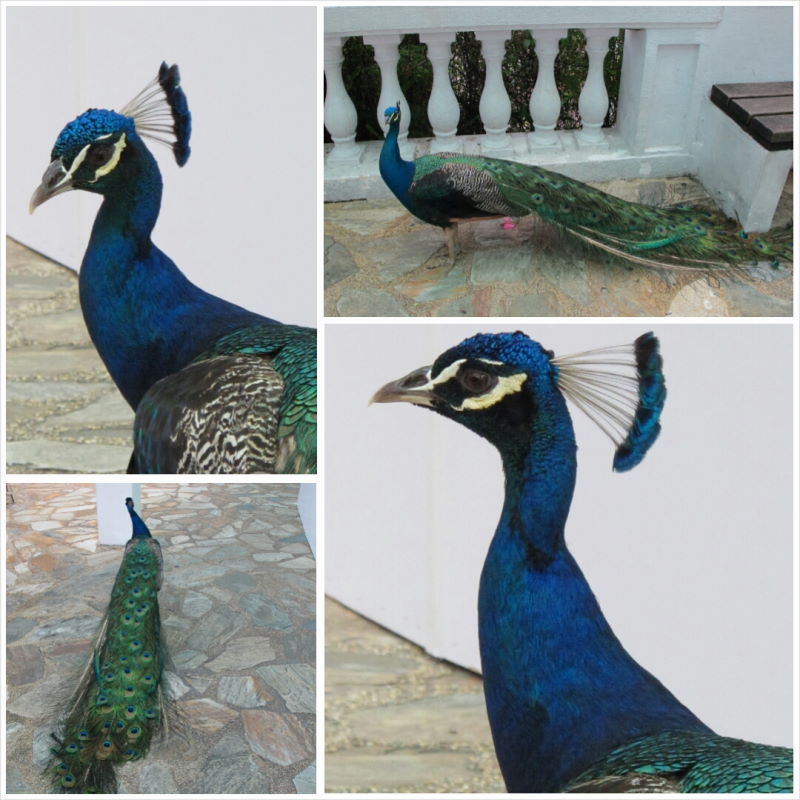 PhotoGrid_1416918693520