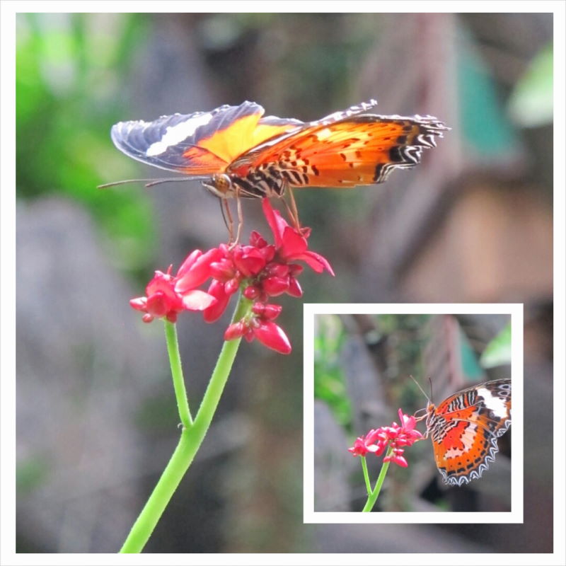 PhotoGrid_1416946676356