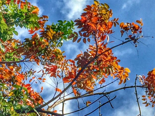“Autumn” in the Philippines – Thoughts, Tales, and Whatnot
