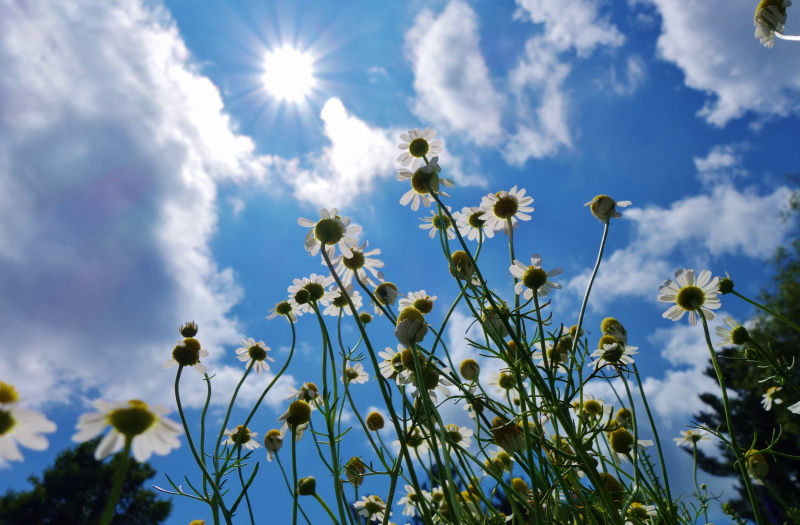 daisies worshiping the sun