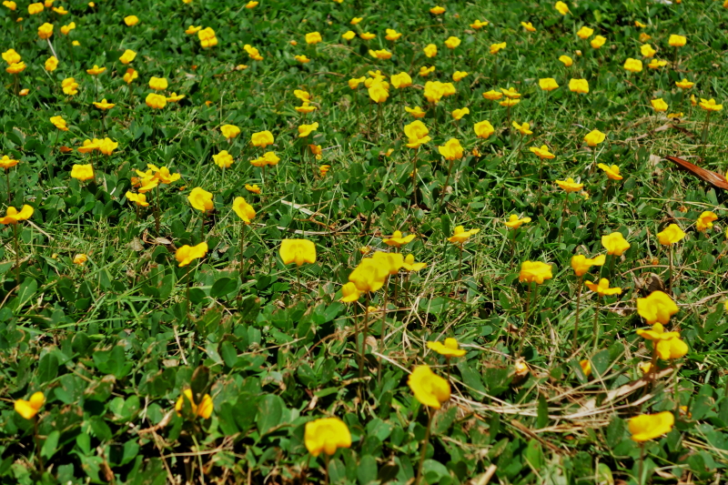Rolling Hills - Guimaras 01