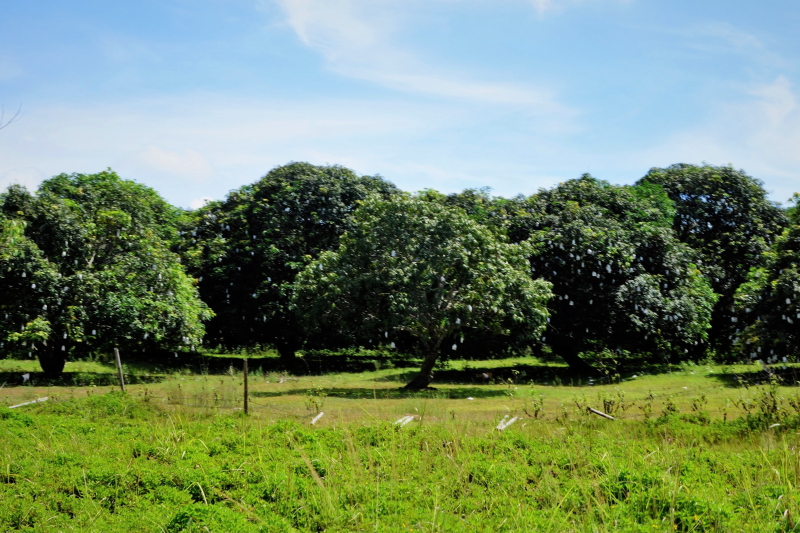 Guimaras Mangoes 01