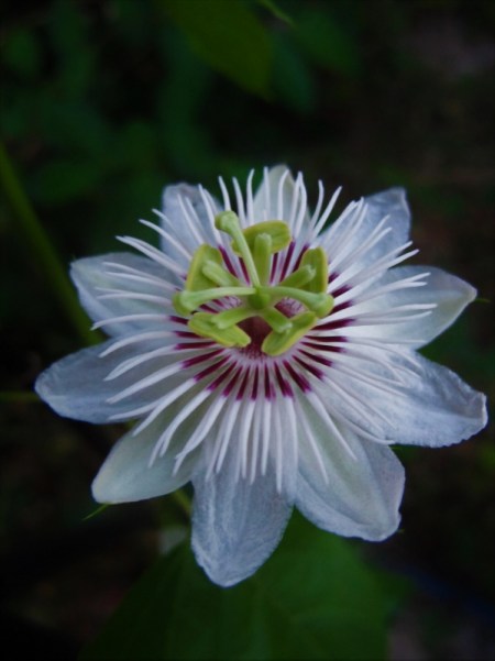 Passiflora (3)