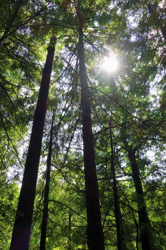 Buttermilk Falls (17)