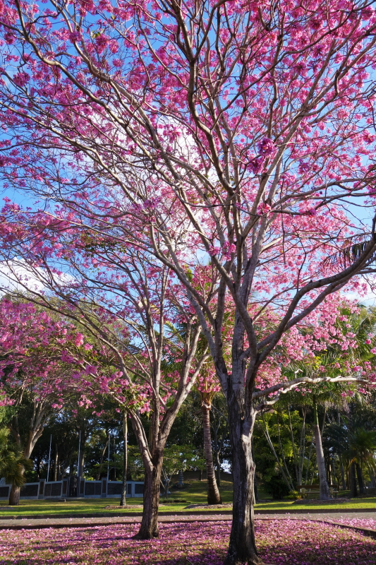 gc-cascades-gardens-10