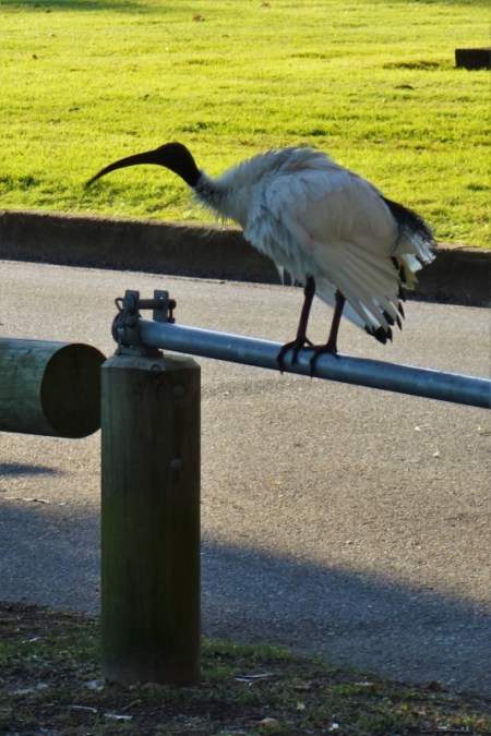 gc-cascades-gardens-16