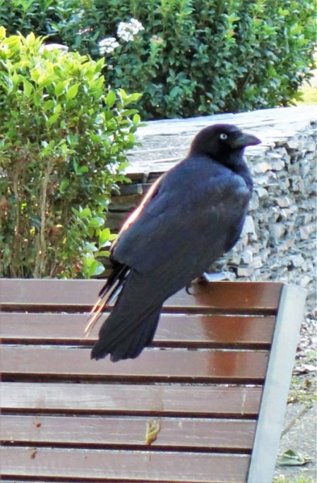 gc-cascades-gardens-18